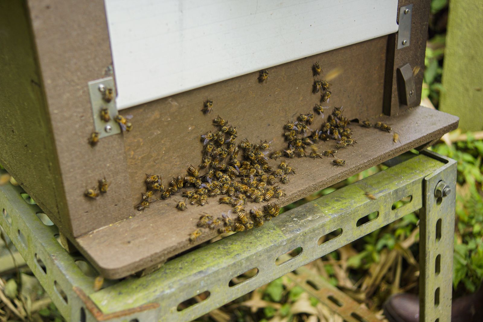 「蜂」富人生下半場｜不老傳奇 小蜂互助所 野蜂樹蜜禮盒